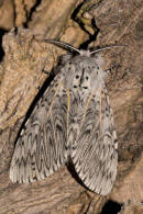 Cerura vinula / Groer Gabelschwanz / Nachtfalter - Zahnspinner - Notodontidae - Notodontinae