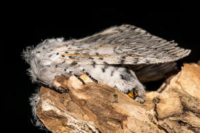 Cerura vinula / Groer Gabelschwanz / Nachtfalter - Zahnspinner - Notodontidae - Notodontinae