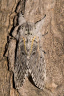 Cerura vinula / Groer Gabelschwanz / Nachtfalter - Zahnspinner - Notodontidae - Notodontinae