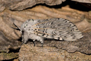 Cerura vinula / Groer Gabelschwanz / Nachtfalter - Zahnspinner - Notodontidae - Notodontinae