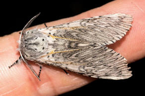 Cerura vinula / Groer Gabelschwanz / Nachtfalter - Zahnspinner - Notodontidae - Notodontinae