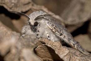 Cerura vinula / Groer Gabelschwanz / Nachtfalter - Zahnspinner - Notodontidae - Notodontinae