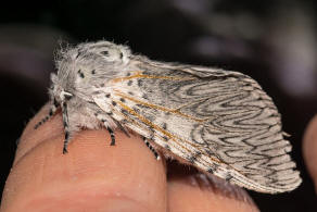 Cerura vinula / Groer Gabelschwanz / Nachtfalter - Zahnspinner - Notodontidae - Notodontinae