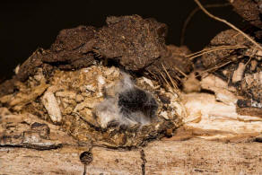 Cerura vinula / Groer Gabelschwanz / Nachtfalter - Zahnspinner - Notodontidae - Notodontinae