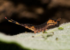 Cerura vinula / Groer Gabelschwanz / Nachtfalter - Zahnspinner - Notodontidae - Notodontinae