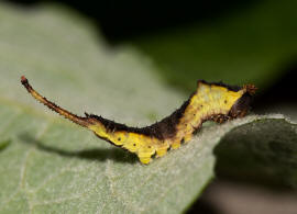 Cerura vinula / Groer Gabelschwanz / Nachtfalter - Zahnspinner - Notodontidae - Notodontinae