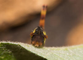 Cerura vinula / Groer Gabelschwanz / Nachtfalter - Zahnspinner - Notodontidae - Notodontinae