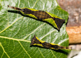 Cerura vinula / Groer Gabelschwanz / Nachtfalter - Zahnspinner - Notodontidae - Notodontinae