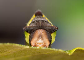 Cerura vinula / Groer Gabelschwanz / Nachtfalter - Zahnspinner - Notodontidae - Notodontinae