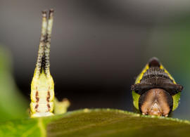 Cerura vinula / Groer Gabelschwanz / Nachtfalter - Zahnspinner - Notodontidae - Notodontinae