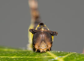 Cerura vinula / Groer Gabelschwanz / Nachtfalter - Zahnspinner - Notodontidae - Notodontinae