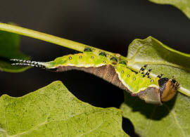 Cerura vinula / Groer Gabelschwanz / Nachtfalter - Zahnspinner - Notodontidae - Notodontinae