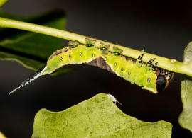 Cerura vinula / Groer Gabelschwanz / Nachtfalter - Zahnspinner - Notodontidae - Notodontinae