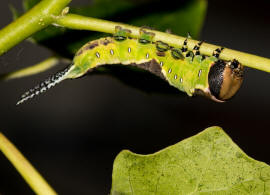 Cerura vinula / Groer Gabelschwanz / Nachtfalter - Zahnspinner - Notodontidae - Notodontinae