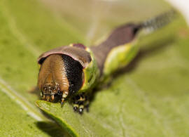 Cerura vinula / Groer Gabelschwanz / Nachtfalter - Zahnspinner - Notodontidae - Notodontinae