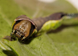 Cerura vinula / Groer Gabelschwanz / Nachtfalter - Zahnspinner - Notodontidae - Notodontinae