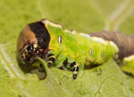 Cerura vinula / Groer Gabelschwanz / Nachtfalter - Zahnspinner - Notodontidae - Notodontinae