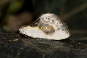 Cilix glaucata / Weier Sichelflgler / Silberspinnerchen / Nachtfalter - Sichelflgler - Drepanidae - Drepaninae