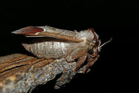 Clostera curtula / Erpelschwanz-Raufuspinner / Nachtfalter - Zahnspinner - Notodontidae - Pygaerinae