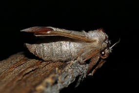 Clostera curtula / Erpelschwanz-Raufuspinner / Nachtfalter - Zahnspinner - Notodontidae - Pygaerinae