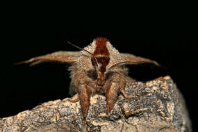 Clostera curtula / Erpelschwanz-Raufuspinner / Nachtfalter - Zahnspinner - Notodontidae - Pygaerinae