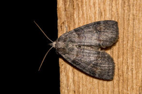 Cymatophorina diluta / Violettgrauer Eulenspinner / Nachtfalter - Sichelflgler - Drepanidae - Thyatirinae