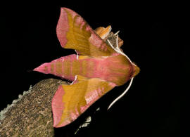 Deilephila porcellus / Kleiner Weinschwrmer / Nachtfalter - Schwrmer - Sphingidae - Macroglossinae