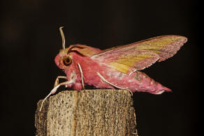 Deilephila porcellus / Kleiner Weinschwrmer / Nachtfalter - Schwrmer - Sphingidae - Macroglossinae