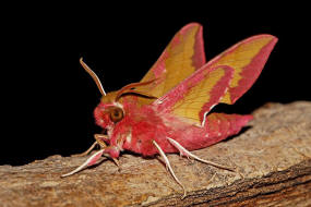 Deilephila porcellus / Kleiner Weinschwrmer / Nachtfalter - Schwrmer - Sphingidae - Macroglossinae