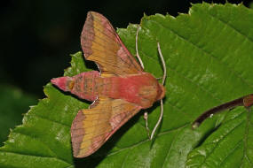 Deilephila porcellus / Kleiner Weinschwrmer / Nachtfalter - Schwrmer - Sphingidae - Macroglossinae