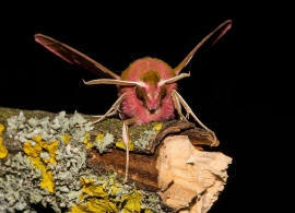 Deilephila porcellus / Kleiner Weinschwrmer / Nachtfalter - Schwrmer - Sphingidae - Macroglossinae