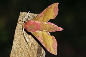 Deilephila porcellus / Kleiner Weinschwrmer / Nachtfalter - Schwrmer - Sphingidae - Macroglossinae