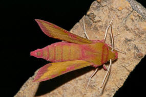 Deilephila porcellus / Kleiner Weinschwrmer / Nachtfalter - Schwrmer - Sphingidae - Macroglossinae