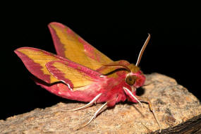 Deilephila porcellus / Kleiner Weinschwrmer / Nachtfalter - Schwrmer - Sphingidae - Macroglossinae