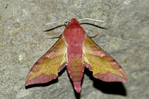 Deilephila porcellus / Kleiner Weinschwrmer / Nachtfalter - Schwrmer - Sphingidae - Macroglossinae