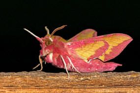 Deilephila porcellus / Kleiner Weinschwrmer / Nachtfalter - Schwrmer - Sphingidae - Macroglossinae