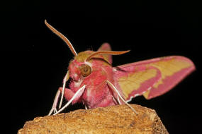 Deilephila porcellus / Kleiner Weinschwrmer / Nachtfalter - Schwrmer - Sphingidae - Macroglossinae