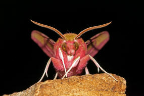 Deilephila porcellus / Kleiner Weinschwrmer / Nachtfalter - Schwrmer - Sphingidae - Macroglossinae