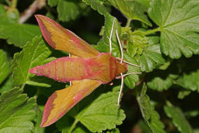 Deilephila porcellus / Kleiner Weinschwrmer / Nachtfalter - Schwrmer - Sphingidae - Macroglossinae