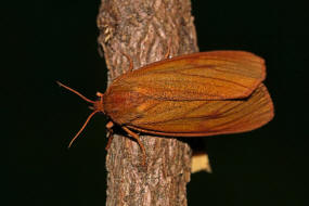 Diacrisia sannio / Rotrand-Br / Rotrandbr / Nachtfalter - Brenspinner - Arctiidae - Arctiinae 