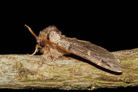 Drymonia obliterata / Schwarzeck-Zahnspinner / Nachtfalter - Zahnspinner - Notodontidae -  Notodontinae