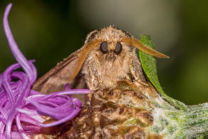 Drymonia obliterata / Schwarzeck-Zahnspinner / Nachtfalter - Zahnspinner - Notodontidae -  Notodontinae