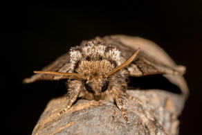 Drymonia obliterata / Schwarzeck-Zahnspinner / Nachtfalter - Zahnspinner - Notodontidae -  Notodontinae