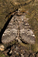 Drymonia ruficornis / Dunkelgrauer Zahnspinner / Nachtfalter - Zahnspinner - Notodontidae - Notodontinae