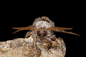 Drymonia ruficornis / Dunkelgrauer Zahnspinner / Nachtfalter - Zahnspinner - Notodontidae - Notodontinae