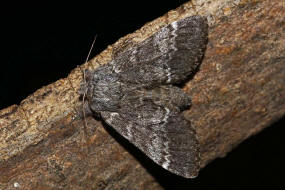 Drymonia ruficornis / Dunkelgrauer Zahnspinner / Nachtfalter - Zahnspinner - Notodontidae - Notodontinae