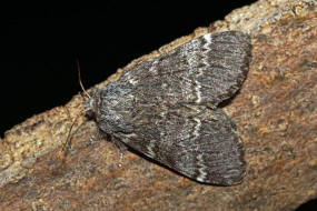 Drymonia ruficornis / Dunkelgrauer Zahnspinner / Nachtfalter - Zahnspinner - Notodontidae - Notodontinae