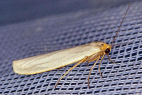 Eilema caniola / Weigraues Flechtenbrchen / Nachtfalter - Eulenfalter - Erebidae - Brenspinner - Arctiinae - Lithosiini