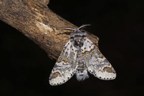 Furcula furcula / Buchen-Gabelschwanz / Weiden-Gabelschwanz / Nachtfalter - Zahnspinner - Notodontidae - Notodontinae