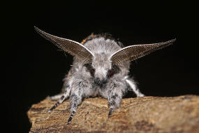 Furcula furcula / Buchen-Gabelschwanz / Weiden-Gabelschwanz / Nachtfalter - Zahnspinner - Notodontidae - Notodontinae